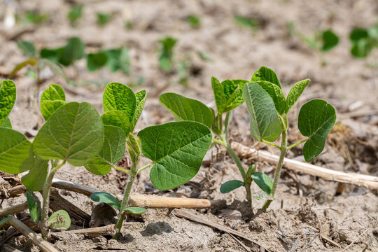Soybeans growing in field after planting. Agriculture, soybean farming and growth stages concept.