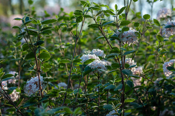 flowers in the field