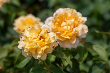 yellow flower in the garden