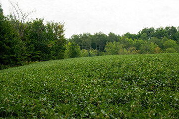 A soybean field in the summer