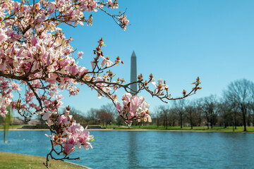cherry blossom in spring