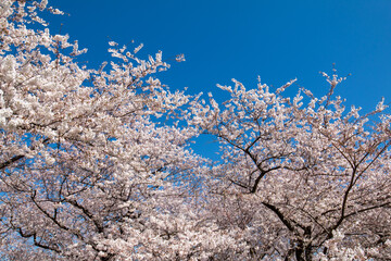 cherry tree blossom
