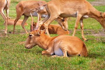 Summer landscape - view of herd of saiga antelope in dry steppe, Ukrainian nature reserve Askania-Nova, Kherson Oblast, Ukraine