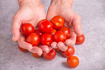 Freshly harvested tomatoes in hands. Woman holding cherry tomatoes, closeup with selective focus