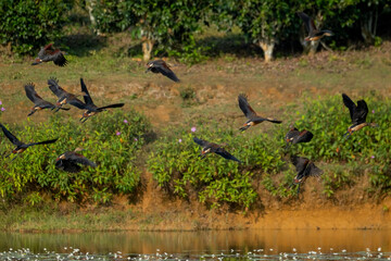 Flocks of lesser whistling duck around lakes 