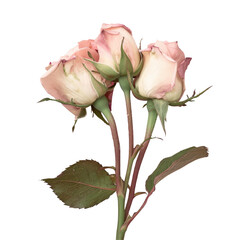 Two pink roses on a stem with leaves