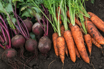 Bunch of organic freshly harvested beetroot and carrot on soil ground in garden close up. Autumn...