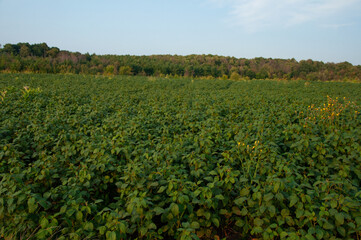 Fototapeta na wymiar A soybean field at sunset in the summer