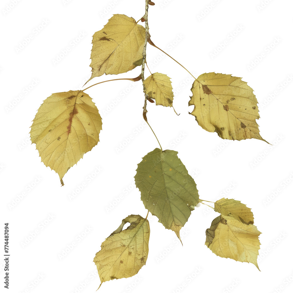 Poster a close up of a branch with leaves on a transparent background