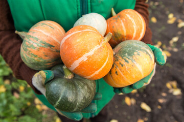 Pumpkin organic harvest. Farmer hands in gloves holding freshly harvested different colorful...