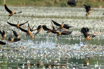 Flocks of lesser whistling duck around lakes 