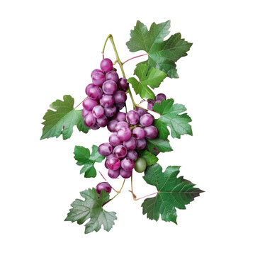 Grapes bunch with leaves on Transparent Background