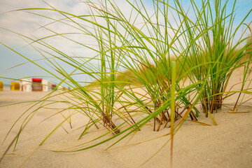 Sandy white dunes with beach grass .Frisian islands beach plants.Beach summer background. Sea coast...