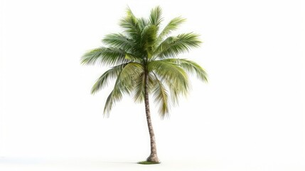 Coconut palm tree isolated on white background.