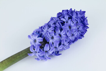 Obraz premium Photo of Hyacinth Flower