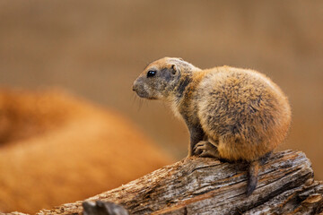 Adult black-tailed prairie dog, Cynomys ludovicianus, sitting on rotten tree trunk near burrow. Ground squirrel in nature habitat. Wildlife. Keystone species in North America. Alert mammal.