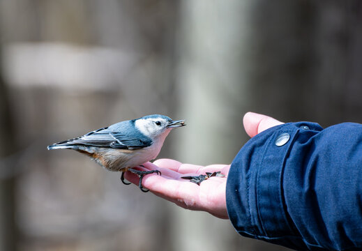 A white-breasted nuthatch perched on a hand, holding a sunflower seed in its beak, on Île Saint-Bernard, Quebec.