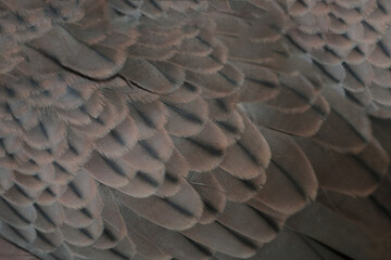 bird wing feather texture, background