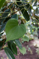 The heart-shaped green leaves of the betel plant, with a natural garden background, stock photo. 