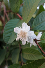 White flowers of the guava plant, on a natural background, stock photo. 
