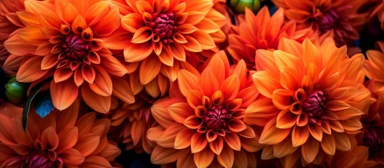Fotobehang Cluster of numerous vibrant orange flowers growing closely in a group, creating a beautiful display of color in a garden © AkuAku