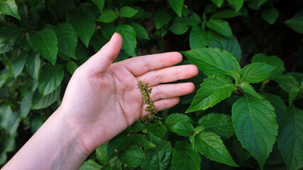 Hojas de albahaca y mano