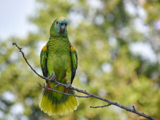 turquoise-fronted amazon (Amazona aestiva) perching in the wild in Buenos Aires
