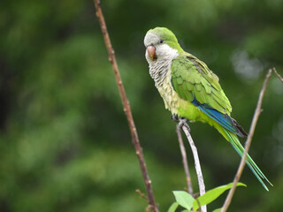monk parakeet (myiopsitta monachus), or quaker parrot, perching in a public park in Buenos Aires