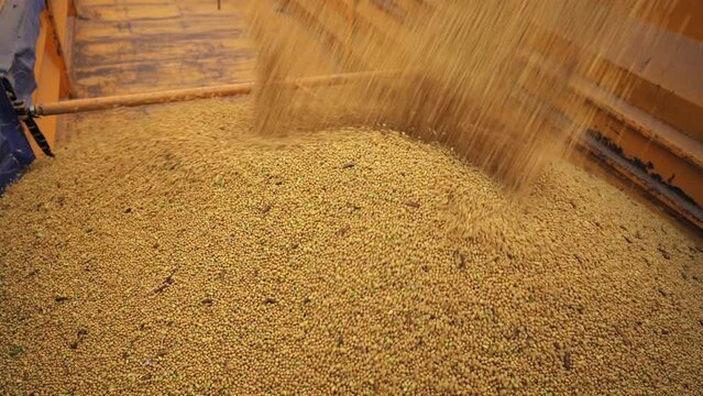 Large quantity of grain in motion pouring into wooden container. Indoors facility using for storing or processing agricultural products. Concept of harvesting and technology.