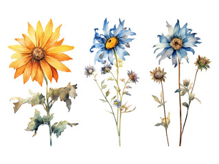 Illustration floral set.Colorful purple floral collection with leaves and flowers,drawing watercolor.Colorful floral collection with flowers beautiful bouquet.Set of floral elements.