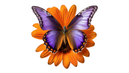 Isolated orange flower with a fun imaginary purple butterfly. Floral and insect design, nature based.