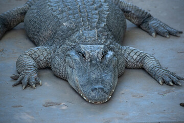 Alligators have a long, rounded snout that has upward facing nostrils at the end.