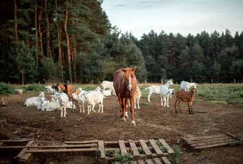 goat and horse farm