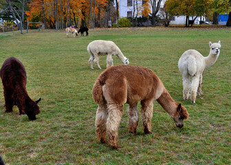 Huacaya alpacas in a roadside farm near Columbus, OH, October