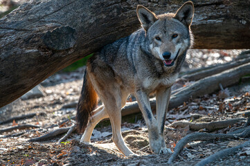 Red Wolf in the Woods © John