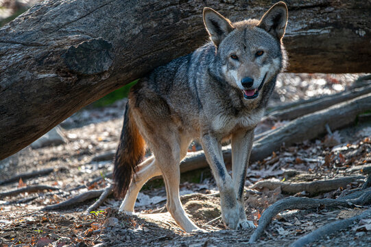 Red Wolf in the Woods