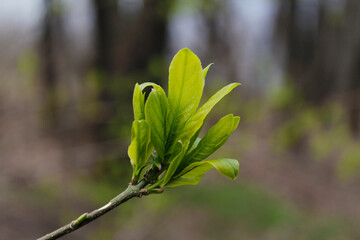 green leaves in spring closeup

