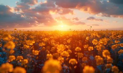 Foto auf Acrylglas A beautiful dawn scene with a vast field of yellow Canola blossoms © Brian Carter