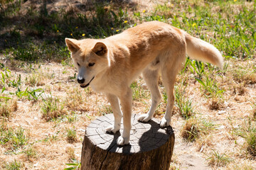 Dingos have a long muzzle, erect ears and strong claws. They usually have a ginger coat and most...