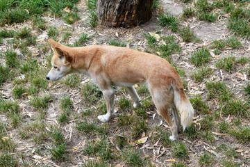 Dingos have a long muzzle, erect ears and strong claws. They usually have a ginger coat and most...