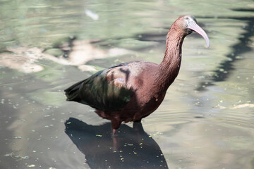The glossy ibis neck is reddish-brown and the body is a bronze-brown with a metallic iridescent...