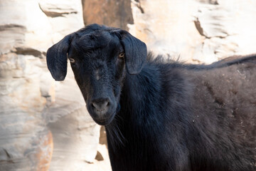 goats are farm animals that have  horns that arch backward, a short tail, and straighter hair.