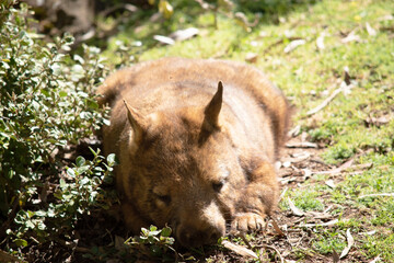 The hairy-nosed wombats have softer fur, longer and more pointed ears and a broader muzzle fringed...
