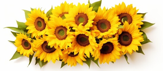 Vivid close up shot featuring a cluster of sunflowers in full bloom with vibrant green leaves surrounding them