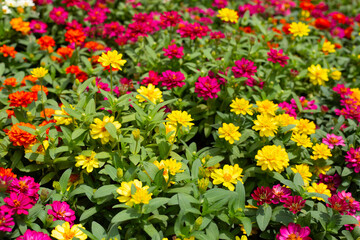 Fototapeta premium Zinnia flower in the garden