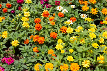 Obraz premium Zinnia flower in the garden