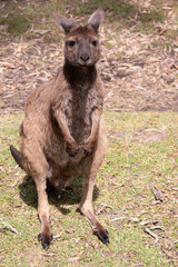 the kangaroo-Island Kangaroo has a light brown body with a white under belly. They also have black feet and paws