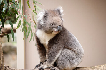 the Koala has a large round head, big furry ears and big black nose. Their fur is usually grey-brown in color with white fur on the chest, inner arms, ears and bottom.