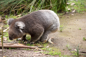 the Koala has a large round head, big furry ears and big black nose. Their fur is usually grey-brown in color with white fur on the chest, inner arms, ears and bottom.