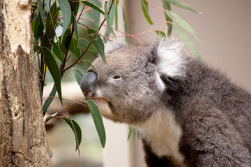 the Koala has a large round head, big furry ears and big black nose. Their fur is usually grey-brown in color with white fur on the chest, inner arms, ears and bottom.